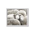 Picture of Sheepish _GroupedProduct_Rectangle_Landscape_Photography _GroupedProduct_Rectangle_Landscape_Framed_Matted_