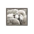 Picture of Sheepish _GroupedProduct_Rectangle_Landscape_Photography _GroupedProduct_Rectangle_Landscape_Framed_Matted_