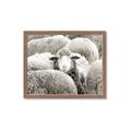 Picture of Sheepish _GroupedProduct_Rectangle_Landscape_Photography _GroupedProduct_Rectangle_Landscape_Framed_Matted_