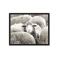 Picture of Sheepish _GroupedProduct_Rectangle_Landscape_Photography _GroupedProduct_Rectangle_Landscape_Framed_Matted_