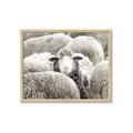 Picture of Sheepish _GroupedProduct_Rectangle_Landscape_Photography _GroupedProduct_Rectangle_Landscape_Framed_Matted_
