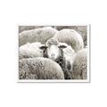 Picture of Sheepish _GroupedProduct_Rectangle_Landscape_Photography _GroupedProduct_Rectangle_Landscape_Framed_Matted_