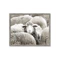 Picture of Sheepish _GroupedProduct_Rectangle_Landscape_Photography _GroupedProduct_Rectangle_Landscape_Framed_Matted_