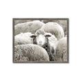 Picture of Sheepish _GroupedProduct_Rectangle_Landscape_Photography _GroupedProduct_Rectangle_Landscape_Framed_Matted_