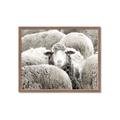 Picture of Sheepish _GroupedProduct_Rectangle_Landscape_Photography _GroupedProduct_Rectangle_Landscape_Framed_Matted_