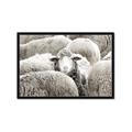 Picture of Sheepish _GroupedProduct_Rectangle_Landscape_Photography _GroupedProduct_Rectangle_Landscape_Framed_Matted_