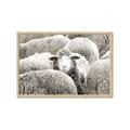 Picture of Sheepish _GroupedProduct_Rectangle_Landscape_Photography _GroupedProduct_Rectangle_Landscape_Framed_Matted_