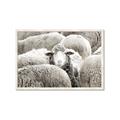 Picture of Sheepish _GroupedProduct_Rectangle_Landscape_Photography _GroupedProduct_Rectangle_Landscape_Framed_Matted_