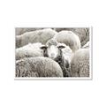 Picture of Sheepish _GroupedProduct_Rectangle_Landscape_Photography _GroupedProduct_Rectangle_Landscape_Framed_Matted_
