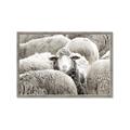 Picture of Sheepish _GroupedProduct_Rectangle_Landscape_Photography _GroupedProduct_Rectangle_Landscape_Framed_Matted_