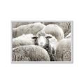 Picture of Sheepish _GroupedProduct_Rectangle_Landscape_Photography _GroupedProduct_Rectangle_Landscape_Framed_Matted_