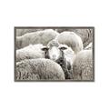 Picture of Sheepish _GroupedProduct_Rectangle_Landscape_Photography _GroupedProduct_Rectangle_Landscape_Framed_Matted_