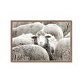 Picture of Sheepish _GroupedProduct_Rectangle_Landscape_Photography _GroupedProduct_Rectangle_Landscape_Framed_Matted_