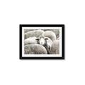 Picture of Sheepish _GroupedProduct_Rectangle_Landscape_Photography _GroupedProduct_Rectangle_Landscape_Framed_Matted_