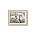 Picture of Sheepish _GroupedProduct_Rectangle_Landscape_Photography _GroupedProduct_Rectangle_Landscape_Framed_Matted_