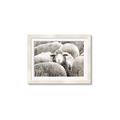 Picture of Sheepish _GroupedProduct_Rectangle_Landscape_Photography _GroupedProduct_Rectangle_Landscape_Framed_Matted_
