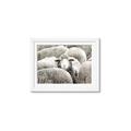 Picture of Sheepish _GroupedProduct_Rectangle_Landscape_Photography _GroupedProduct_Rectangle_Landscape_Framed_Matted_
