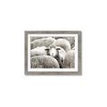 Picture of Sheepish _GroupedProduct_Rectangle_Landscape_Photography _GroupedProduct_Rectangle_Landscape_Framed_Matted_