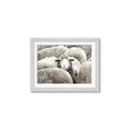 Picture of Sheepish _GroupedProduct_Rectangle_Landscape_Photography _GroupedProduct_Rectangle_Landscape_Framed_Matted_