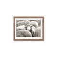 Picture of Sheepish _GroupedProduct_Rectangle_Landscape_Photography _GroupedProduct_Rectangle_Landscape_Framed_Matted_