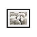Picture of Sheepish _GroupedProduct_Rectangle_Landscape_Photography _GroupedProduct_Rectangle_Landscape_Framed_Matted_