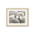 Picture of Sheepish _GroupedProduct_Rectangle_Landscape_Photography _GroupedProduct_Rectangle_Landscape_Framed_Matted_