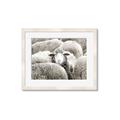 Picture of Sheepish _GroupedProduct_Rectangle_Landscape_Photography _GroupedProduct_Rectangle_Landscape_Framed_Matted_