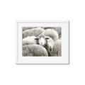 Picture of Sheepish _GroupedProduct_Rectangle_Landscape_Photography _GroupedProduct_Rectangle_Landscape_Framed_Matted_