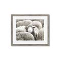 Picture of Sheepish _GroupedProduct_Rectangle_Landscape_Photography _GroupedProduct_Rectangle_Landscape_Framed_Matted_