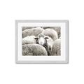 Picture of Sheepish _GroupedProduct_Rectangle_Landscape_Photography _GroupedProduct_Rectangle_Landscape_Framed_Matted_