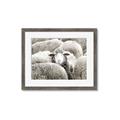 Picture of Sheepish _GroupedProduct_Rectangle_Landscape_Photography _GroupedProduct_Rectangle_Landscape_Framed_Matted_
