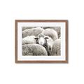 Picture of Sheepish _GroupedProduct_Rectangle_Landscape_Photography _GroupedProduct_Rectangle_Landscape_Framed_Matted_