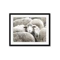 Picture of Sheepish _GroupedProduct_Rectangle_Landscape_Photography _GroupedProduct_Rectangle_Landscape_Framed_Matted_