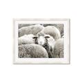 Picture of Sheepish _GroupedProduct_Rectangle_Landscape_Photography _GroupedProduct_Rectangle_Landscape_Framed_Matted_