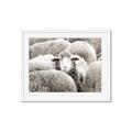 Picture of Sheepish _GroupedProduct_Rectangle_Landscape_Photography _GroupedProduct_Rectangle_Landscape_Framed_Matted_