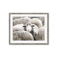 Picture of Sheepish _GroupedProduct_Rectangle_Landscape_Photography _GroupedProduct_Rectangle_Landscape_Framed_Matted_