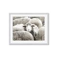 Picture of Sheepish _GroupedProduct_Rectangle_Landscape_Photography _GroupedProduct_Rectangle_Landscape_Framed_Matted_