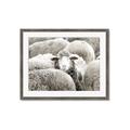 Picture of Sheepish _GroupedProduct_Rectangle_Landscape_Photography _GroupedProduct_Rectangle_Landscape_Framed_Matted_