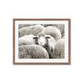 Picture of Sheepish _GroupedProduct_Rectangle_Landscape_Photography _GroupedProduct_Rectangle_Landscape_Framed_Matted_
