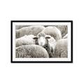 Picture of Sheepish _GroupedProduct_Rectangle_Landscape_Photography _GroupedProduct_Rectangle_Landscape_Framed_Matted_