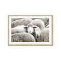 Picture of Sheepish _GroupedProduct_Rectangle_Landscape_Photography _GroupedProduct_Rectangle_Landscape_Framed_Matted_