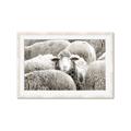 Picture of Sheepish _GroupedProduct_Rectangle_Landscape_Photography _GroupedProduct_Rectangle_Landscape_Framed_Matted_