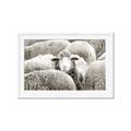 Picture of Sheepish _GroupedProduct_Rectangle_Landscape_Photography _GroupedProduct_Rectangle_Landscape_Framed_Matted_