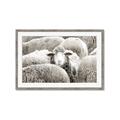 Picture of Sheepish _GroupedProduct_Rectangle_Landscape_Photography _GroupedProduct_Rectangle_Landscape_Framed_Matted_