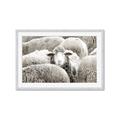 Picture of Sheepish _GroupedProduct_Rectangle_Landscape_Photography _GroupedProduct_Rectangle_Landscape_Framed_Matted_