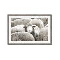 Picture of Sheepish _GroupedProduct_Rectangle_Landscape_Photography _GroupedProduct_Rectangle_Landscape_Framed_Matted_