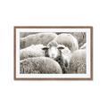 Picture of Sheepish _GroupedProduct_Rectangle_Landscape_Photography _GroupedProduct_Rectangle_Landscape_Framed_Matted_