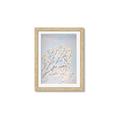 Picture of Cotton flowers _GroupedProduct_Rectangle_Portrait_Framed_Matted_