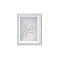 Picture of Cotton flowers _GroupedProduct_Rectangle_Portrait_Framed_Matted_