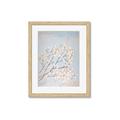 Picture of Cotton flowers _GroupedProduct_Rectangle_Portrait_Framed_Matted_